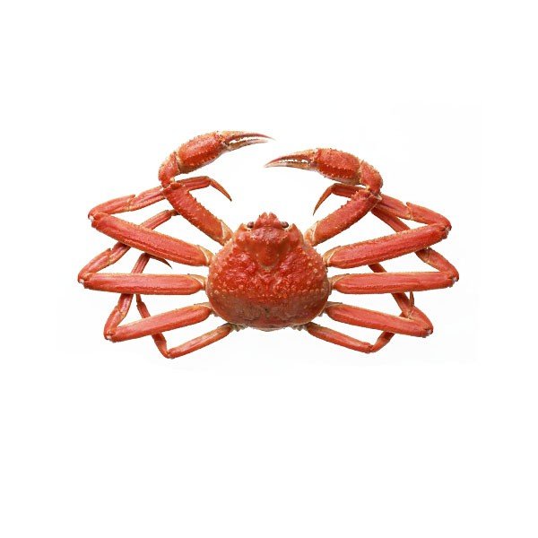 Snow Crab