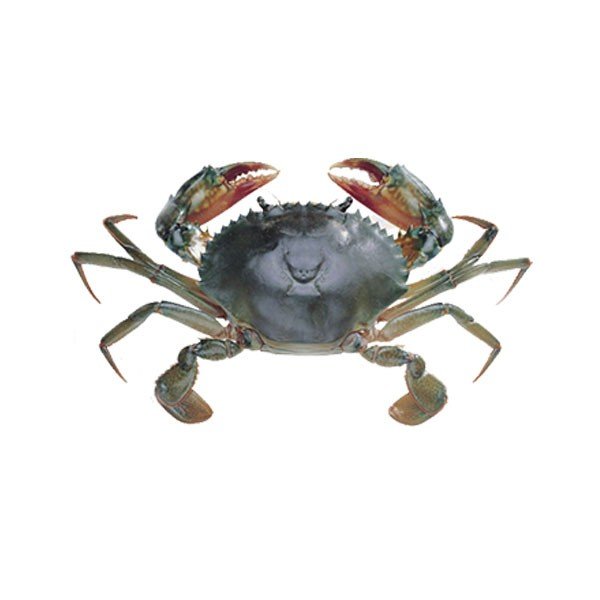 Snow Crab